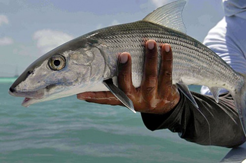 Angelreise - Fliegenfischen - Venezuela - Los Roques - Bonefish